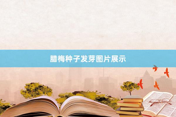 腊梅种子发芽图片展示